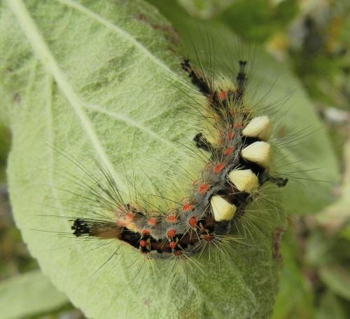 Orgyia antiqua